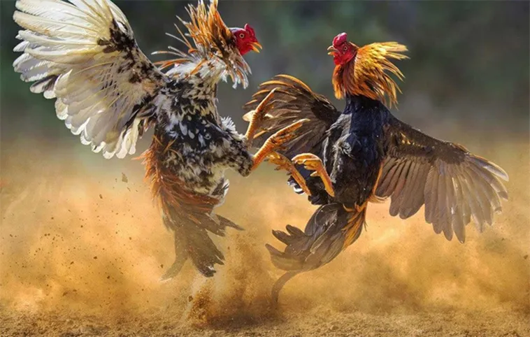 Tổng Quan Đá Gà Hi88: Trải Nghiệm Cá Cược Đỉnh Cao 1 Tổng Quan Đá Gà Hi88: Trải Nghiệm Cá Cược Đỉnh Cao